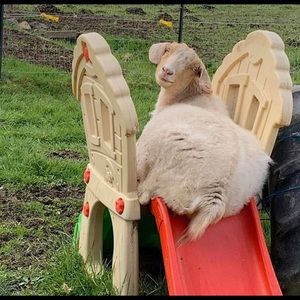 Meet your Posher, Shayla